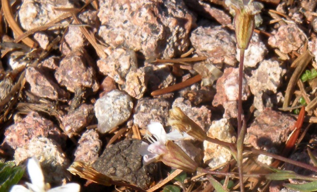 Per me � Atocion rupestre.  S�